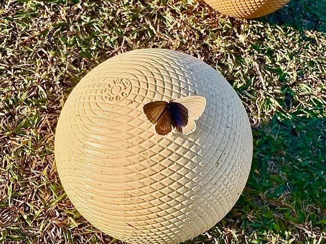 A butterfly rests on a textured white croquet ball lying on grass